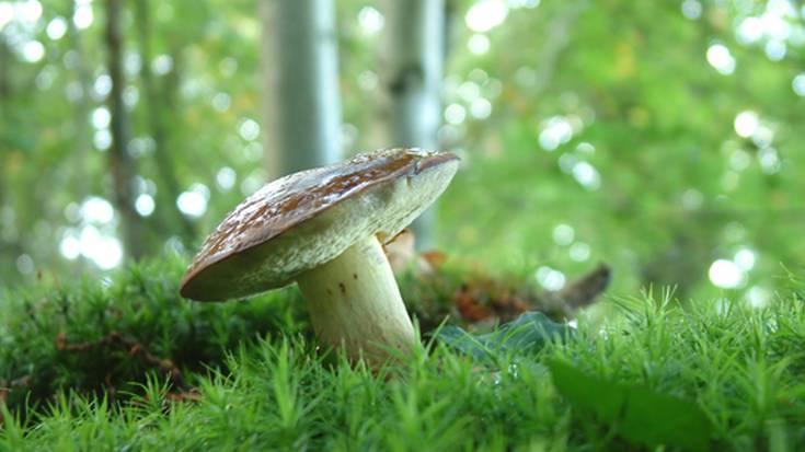 Gaur abiatuko dute Leioako Mikologia Astea
