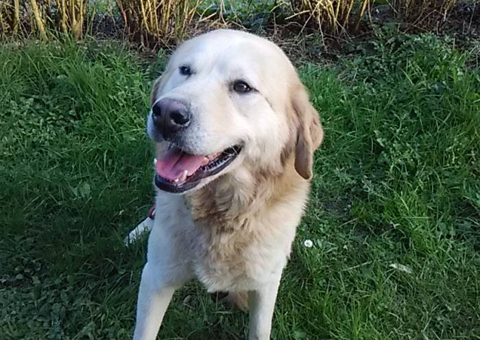 Maskotak adoptatzea eskatu die Udalak sopeloztarrei