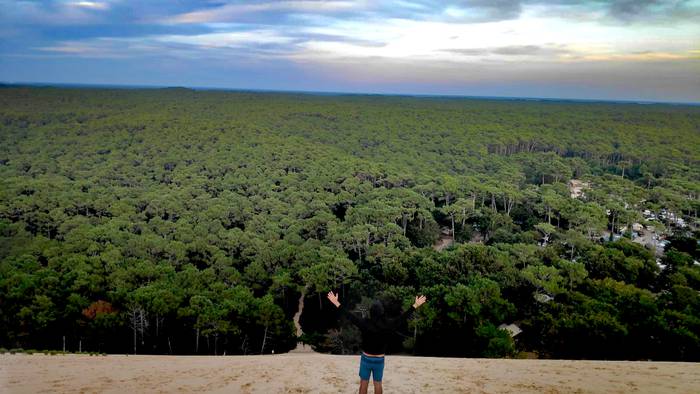 Le jungle