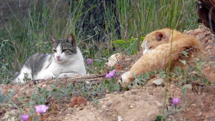 Mankomunitateak kaleko animaliak bildu eta zaintzeko programa aplikatzeko lizitazioa abiatu du
