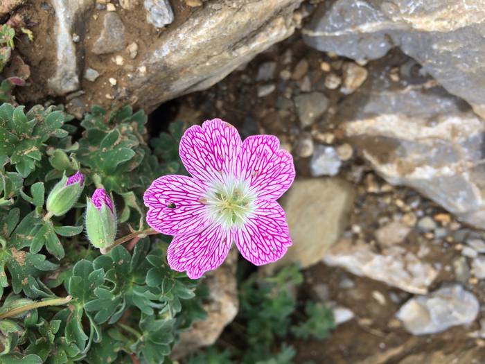 Pirietako lorea