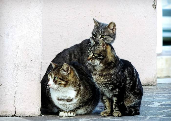 Katuen eta txakurren adopzioa sustatzeko azoka egingo dute Plentzian