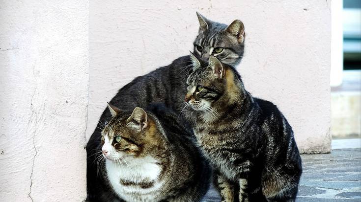 Etxeko animalien ongizatea, babesa eta edukitze arduratsua bermatzeko araudia eguneratu dute