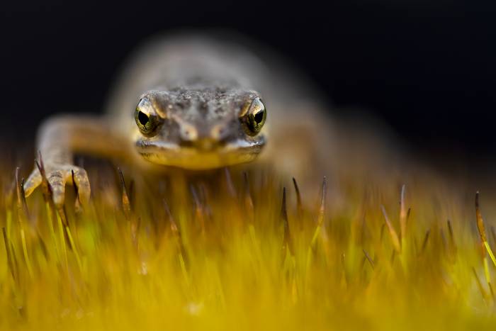 Naturaren makro-argazkigintzaren gaineko tailerra egingo dute Algortan