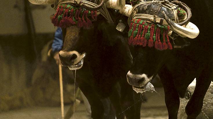 Gaurtik astelehenera, idi-proben txapelketa izango da Urdulizen